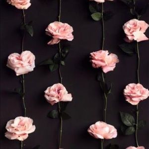 Meet your Posher, Abigail